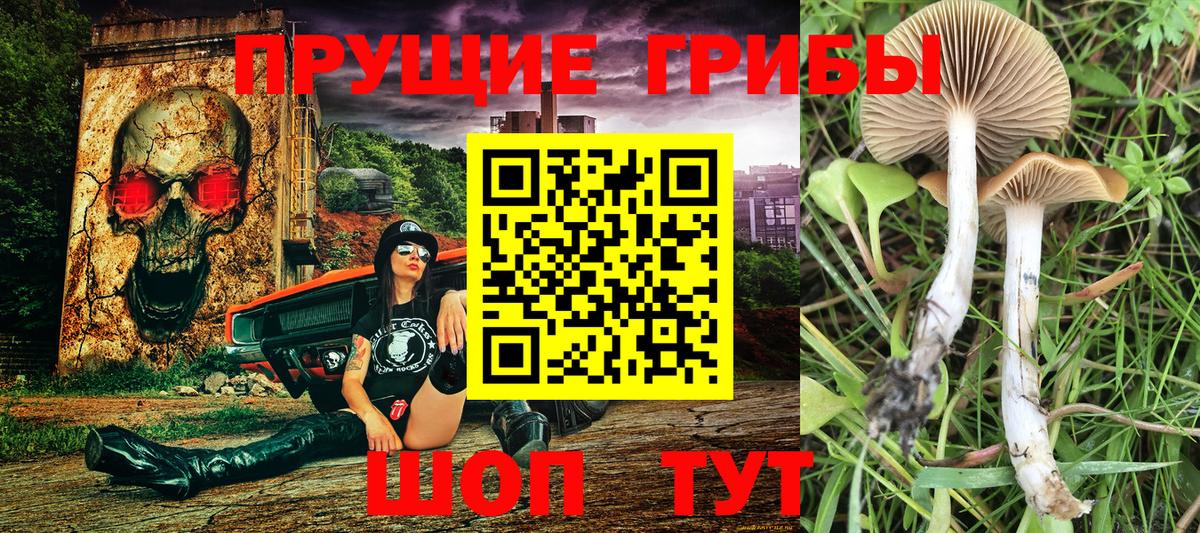 Галлюциногенные грибы прущие грибы  Вход с VPN  Новоалтайск  Галлюциногенные грибы мухоморы 